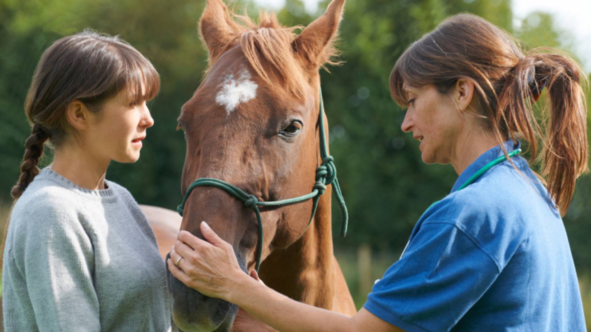 Modul Fachausbildung dipl. Tierheilpraktiker